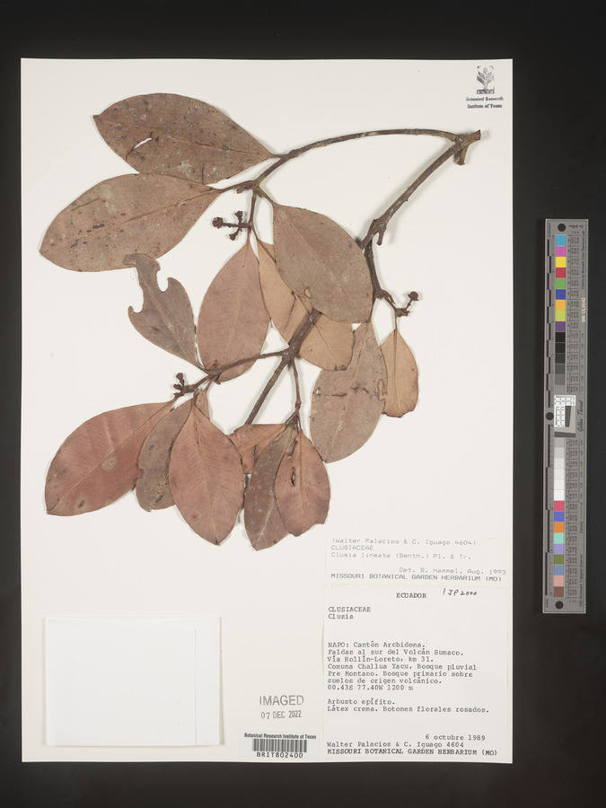 Clusia lineata image