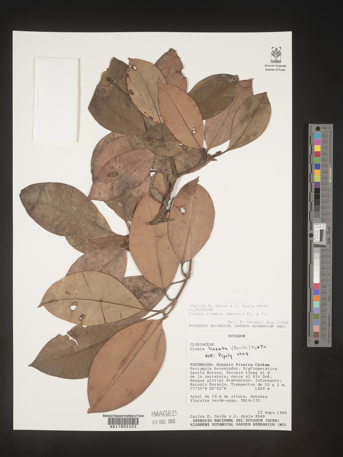 Clusia lineata image