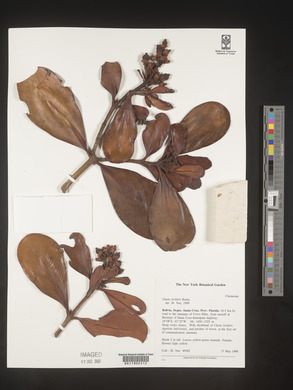 Image Associated With the Occurence