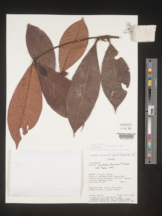 Clusia laurifolia image