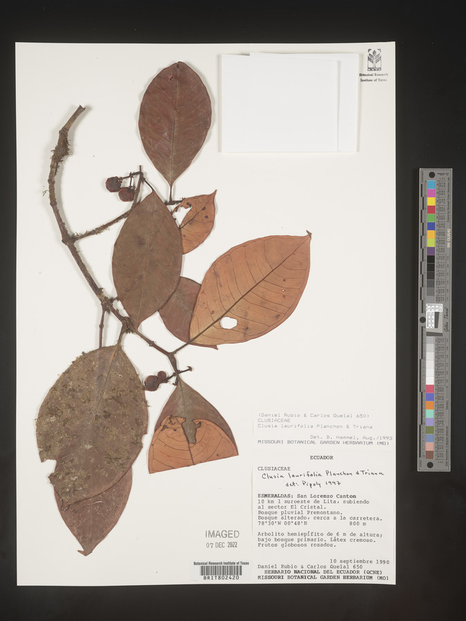 Clusia laurifolia image