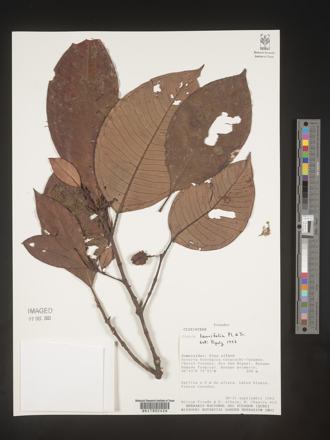 Clusia laurifolia image