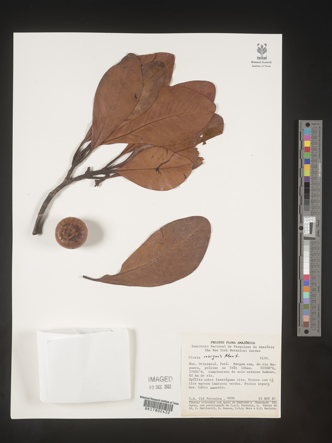 Clusia insignis image