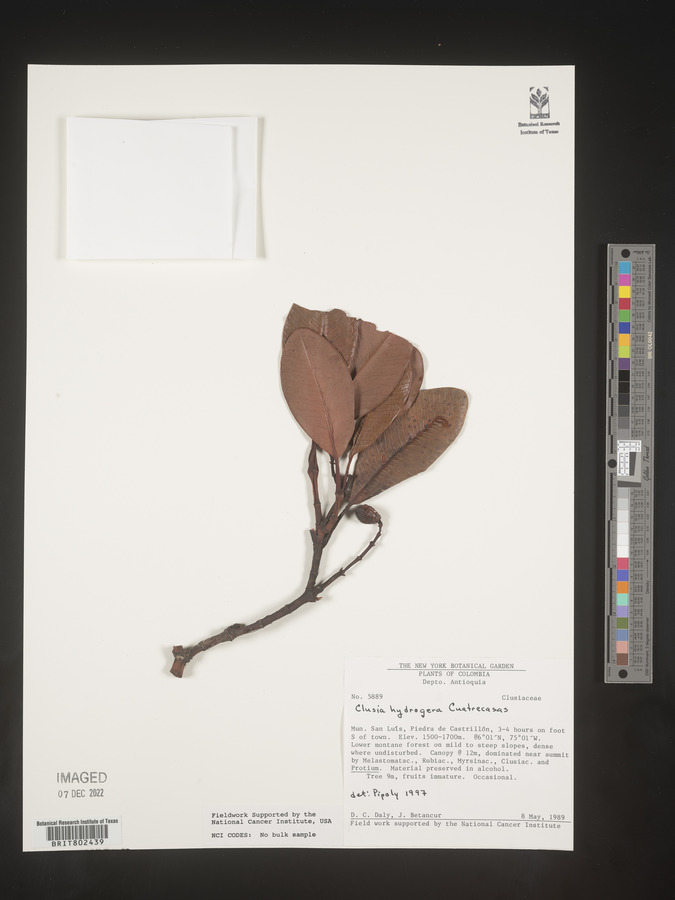 Clusia hydrogera image