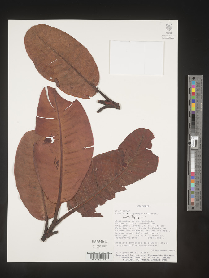 Clusia hydrogera image