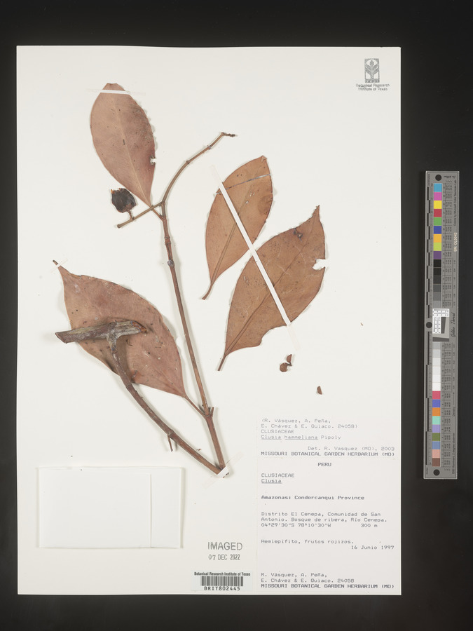 Clusia hammeliana image