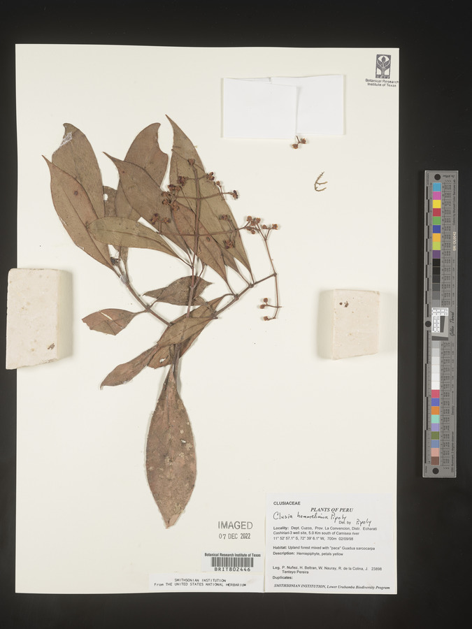 Clusia hammeliana image