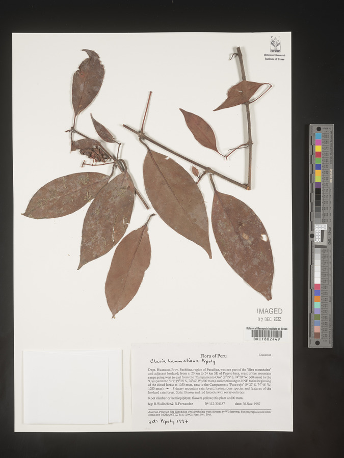 Clusia hammeliana image