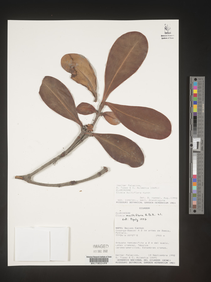 Clusia multiflora image