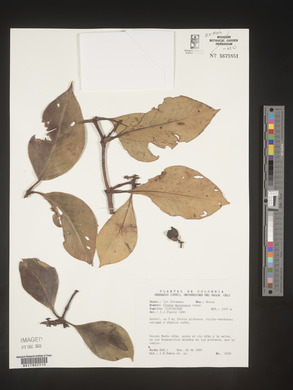Image Associated With the Occurence