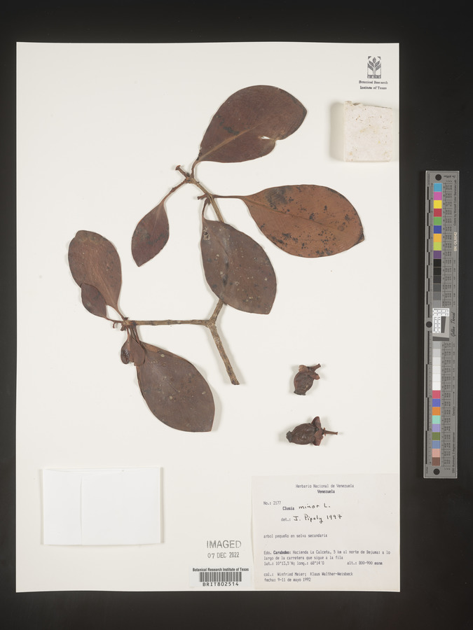 Clusia minor image