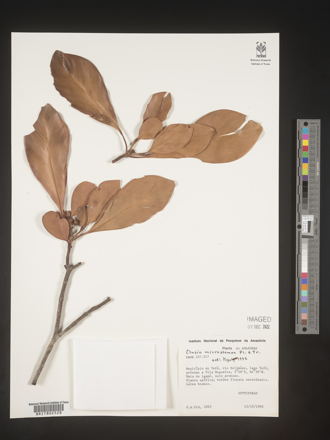 Clusia microstemon image