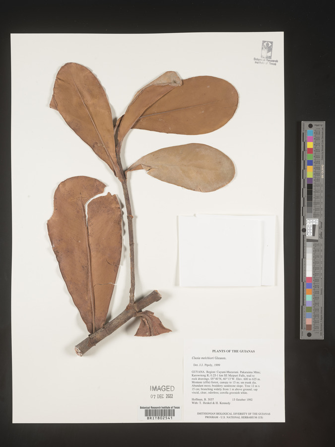 Clusia melchiorii image