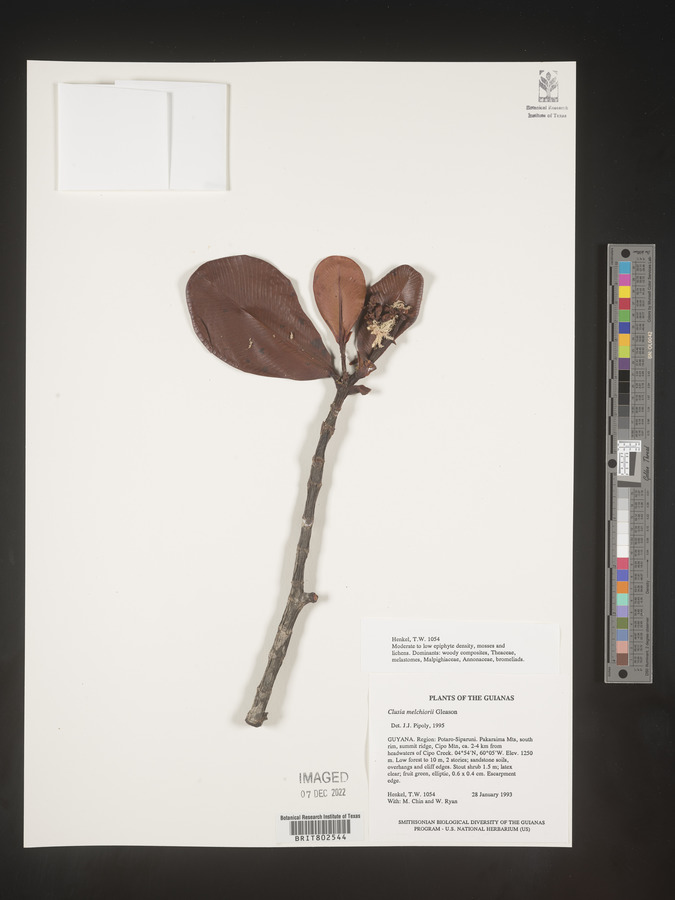 Clusia melchiorii image