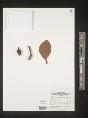 Image Associated With the Occurence
