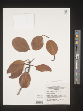 Image Associated With the Occurence