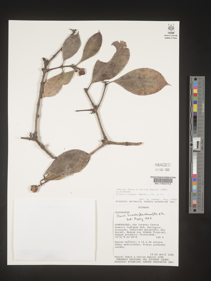 Clusia loranthacea image