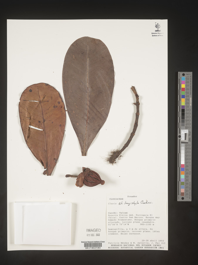 Clusia rotundata image
