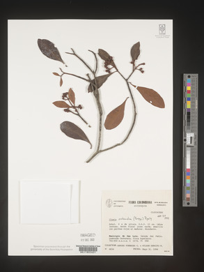 Image Associated With the Occurence