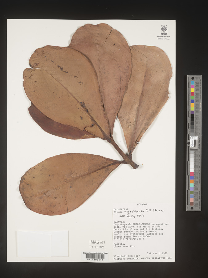 Clusia nigrolineata image