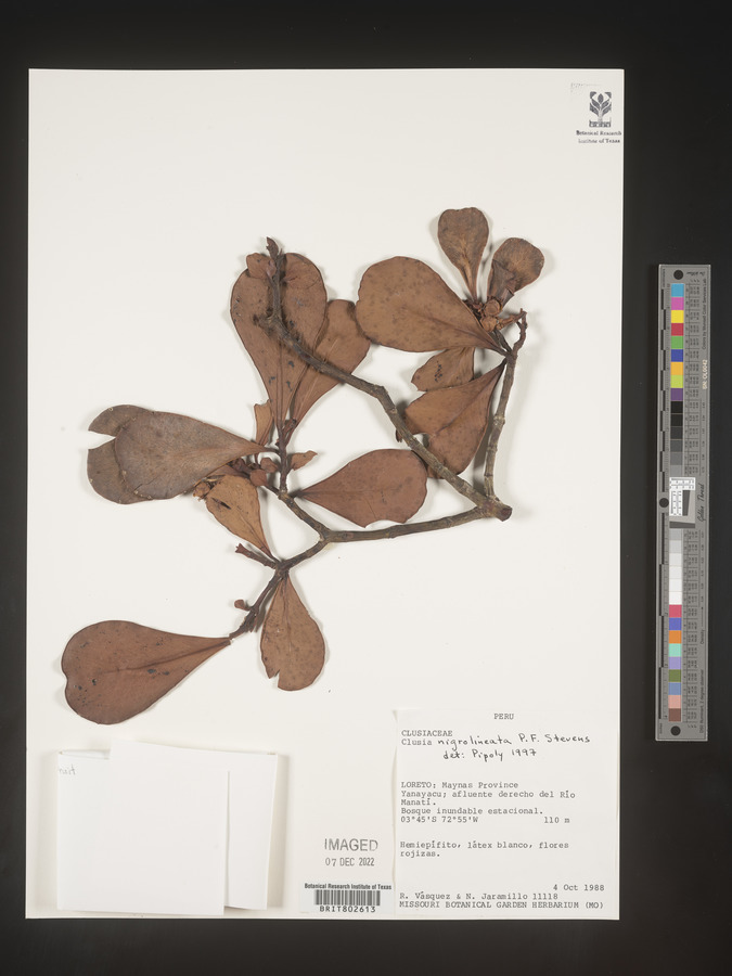 Clusia nigrolineata image