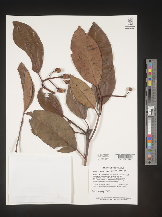 Clusia nemorosa image