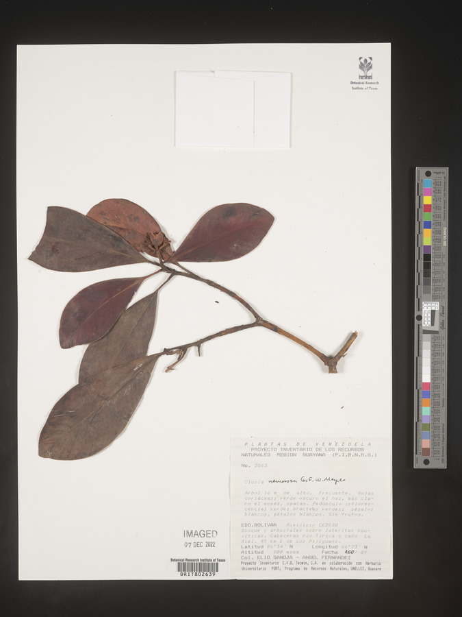 Clusia nemorosa image