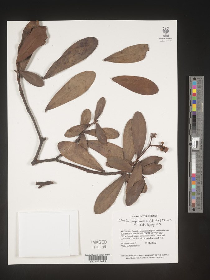 Clusia myriandra image