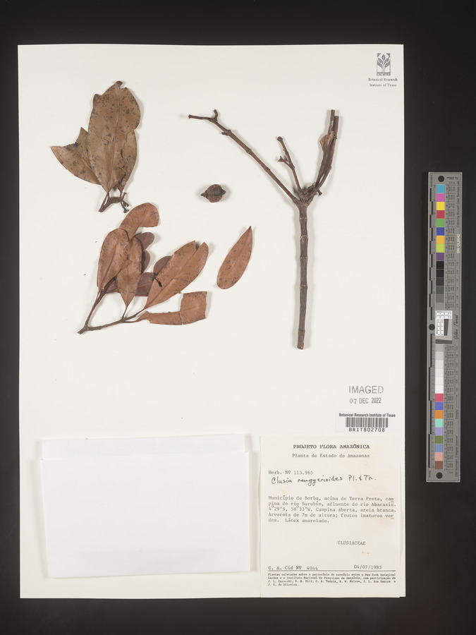 Clusia renggerioides image
