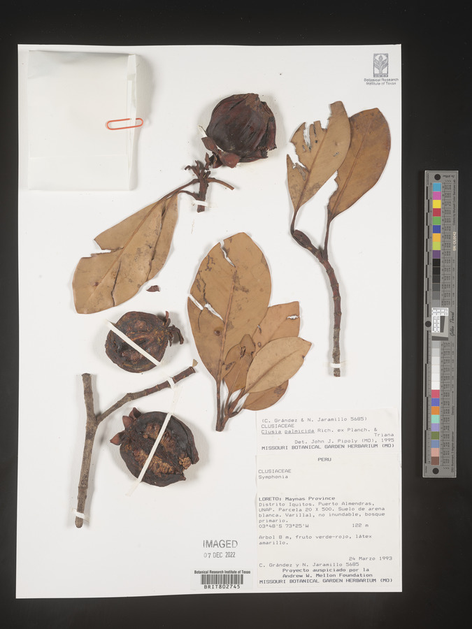 Clusia palmicida image