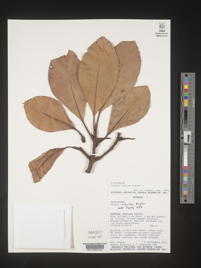 Clusia viscida image