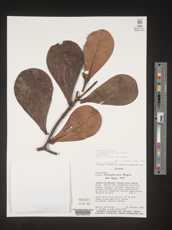 Clusia trochiformis image