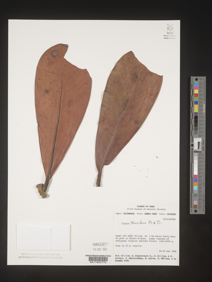 Clusia thurifera image