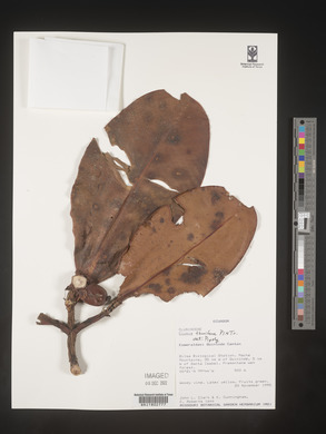 Image Associated With the Occurence