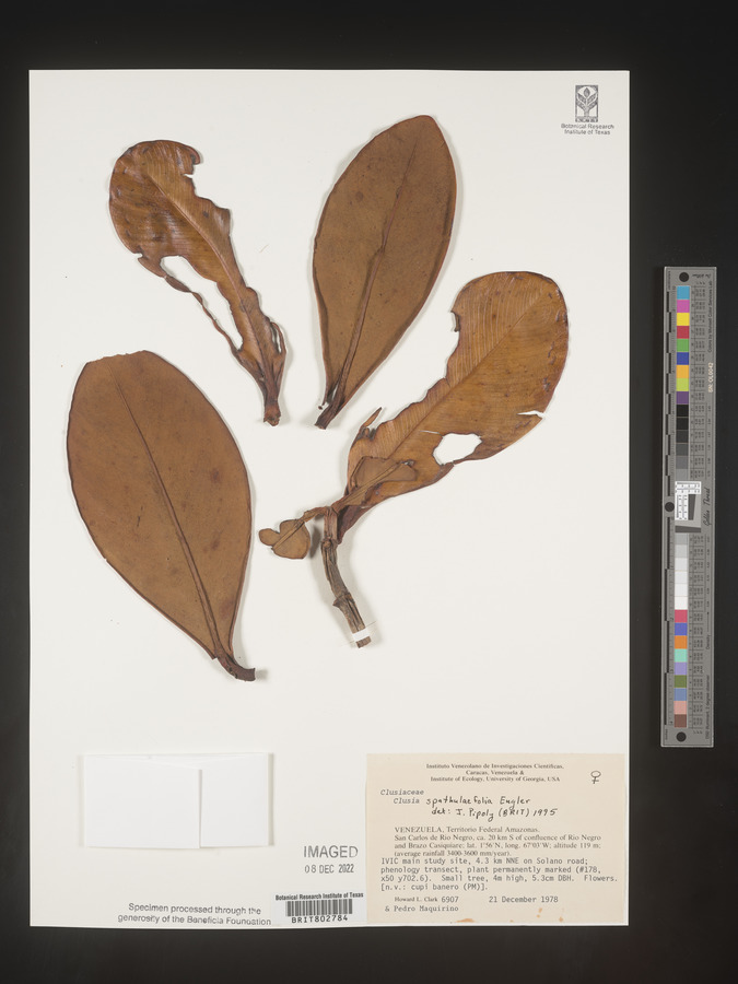 Clusia spathulifolia image
