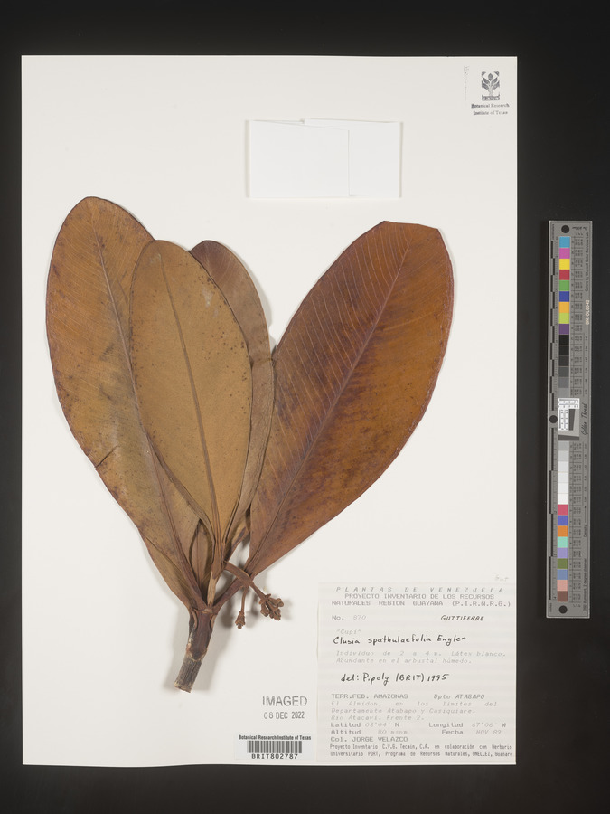 Clusia spathulifolia image