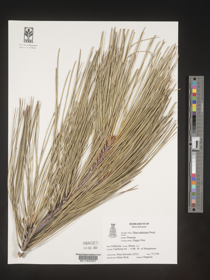 Pinus sabiniana image