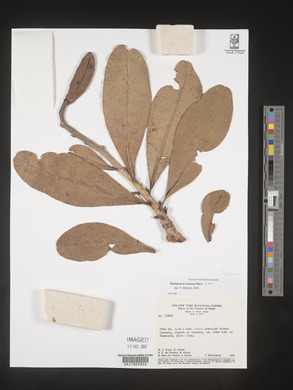 Image Associated With the Occurence