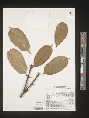 Image Associated With the Occurence