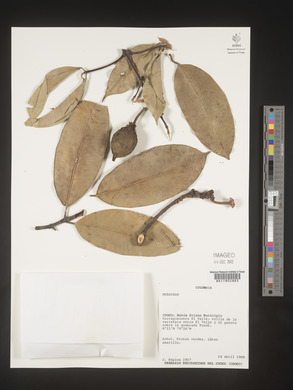 Image Associated With the Occurence