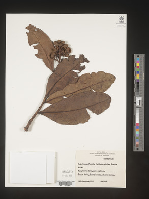 Image Associated With the Occurence