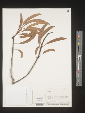Image Associated With the Occurence