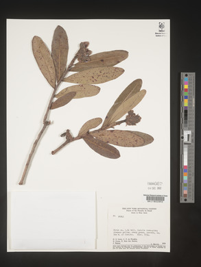 Image Associated With the Occurence