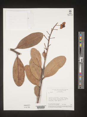 Image Associated With the Occurence