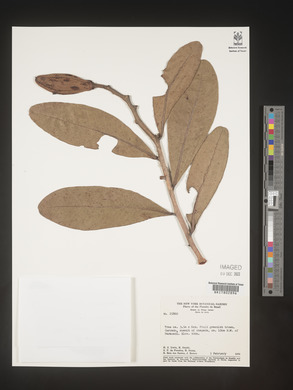Image Associated With the Occurence