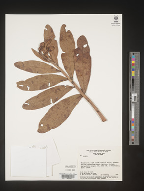 Image Associated With the Occurence
