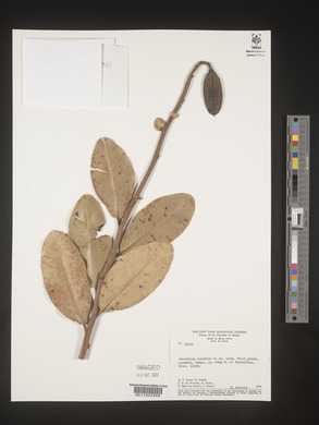 Image Associated With the Occurence
