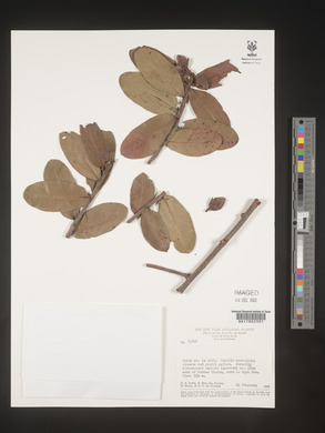 Image Associated With the Occurence