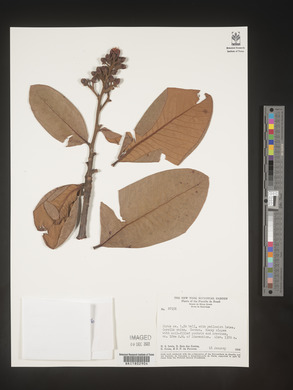 Image Associated With the Occurence