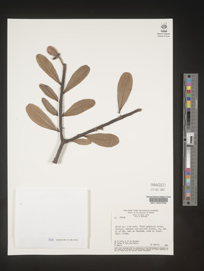 Image Associated With the Occurence